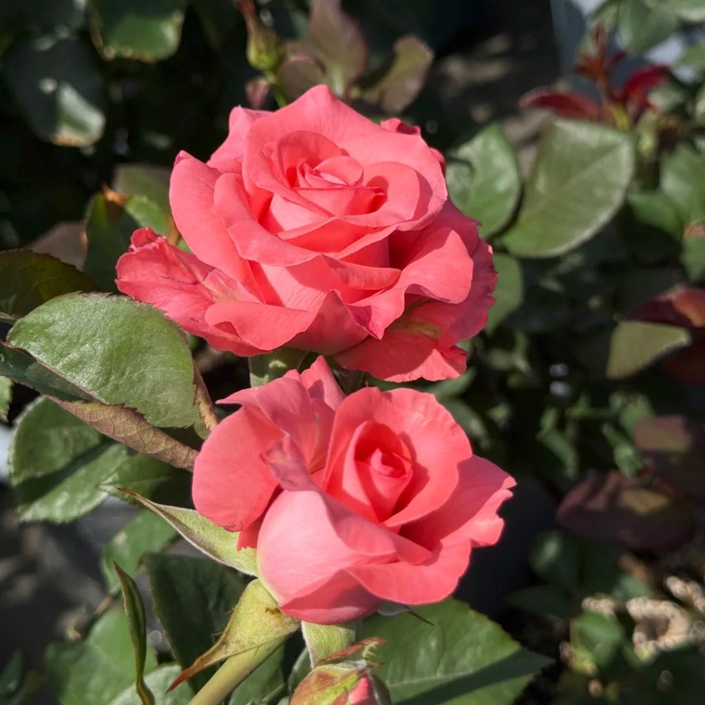 Pink Love Rose