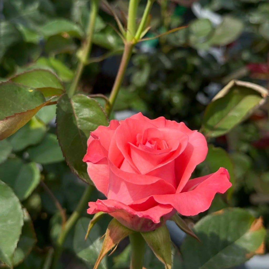 Pink Love Rose