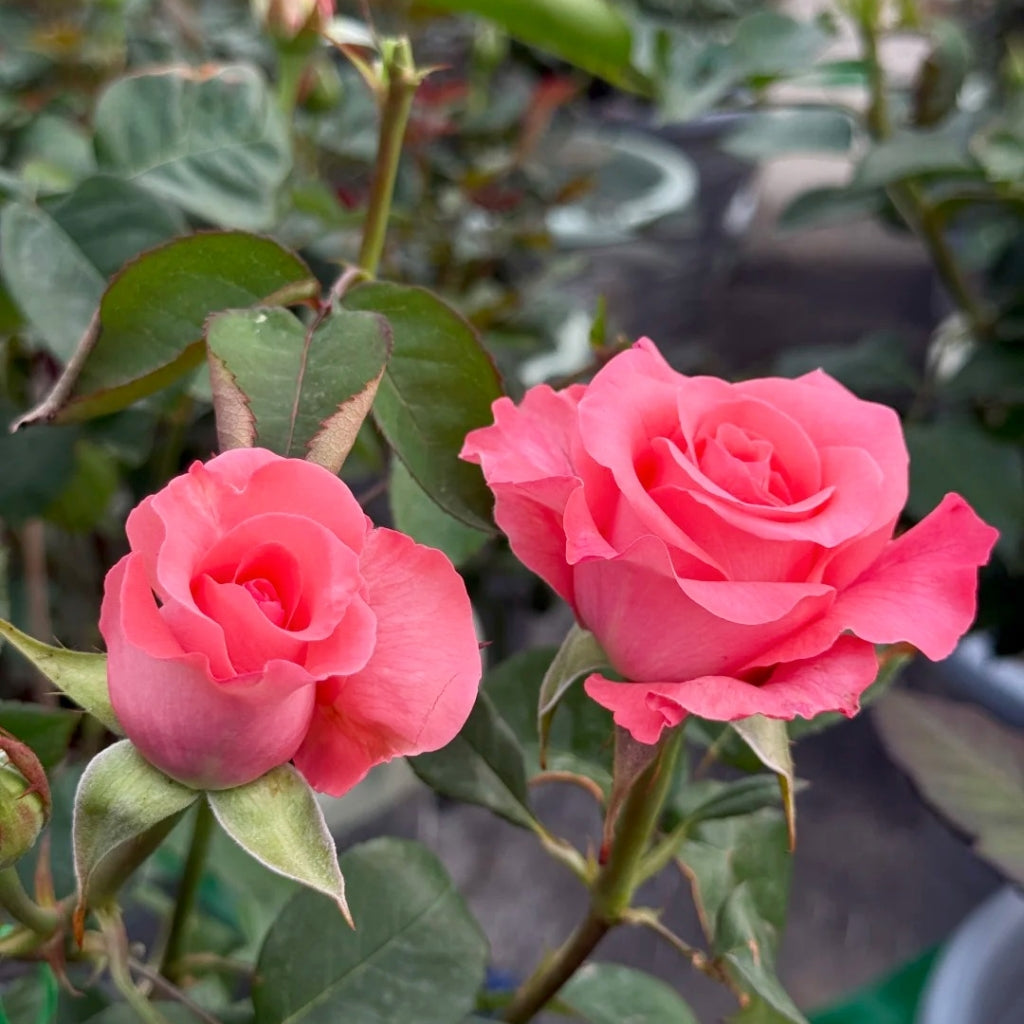 Pink Love Rose