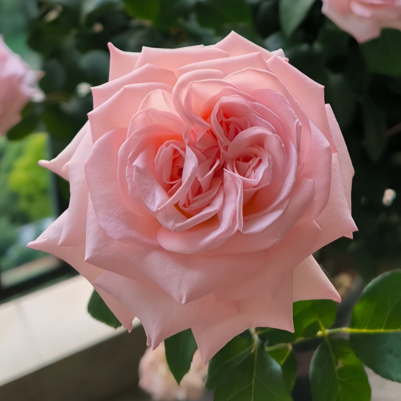 Pink O'Hara Rose-粉荔枝