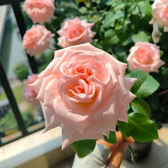 Pink O'Hara Rose-粉荔枝