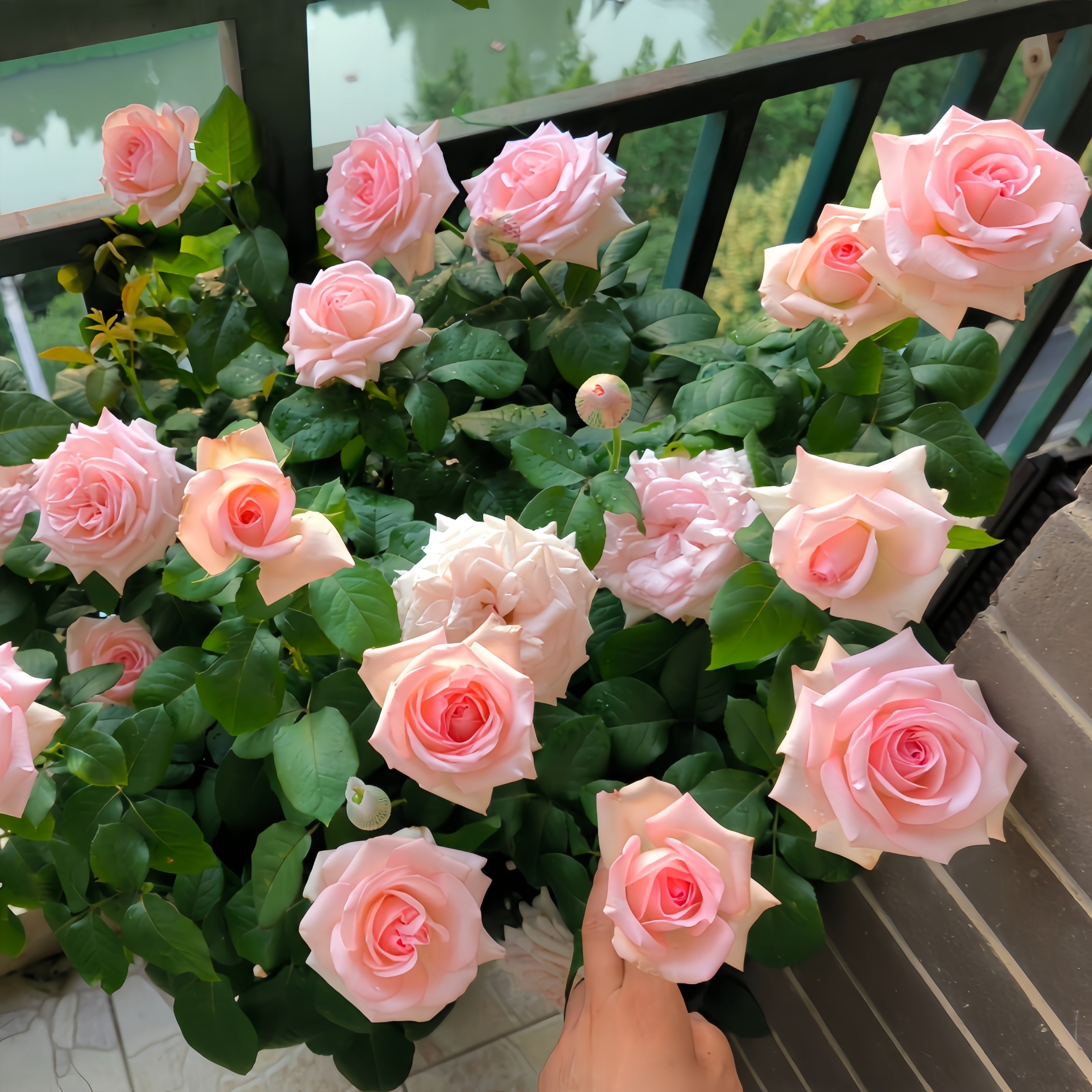 Pink O'Hara Rose-粉荔枝