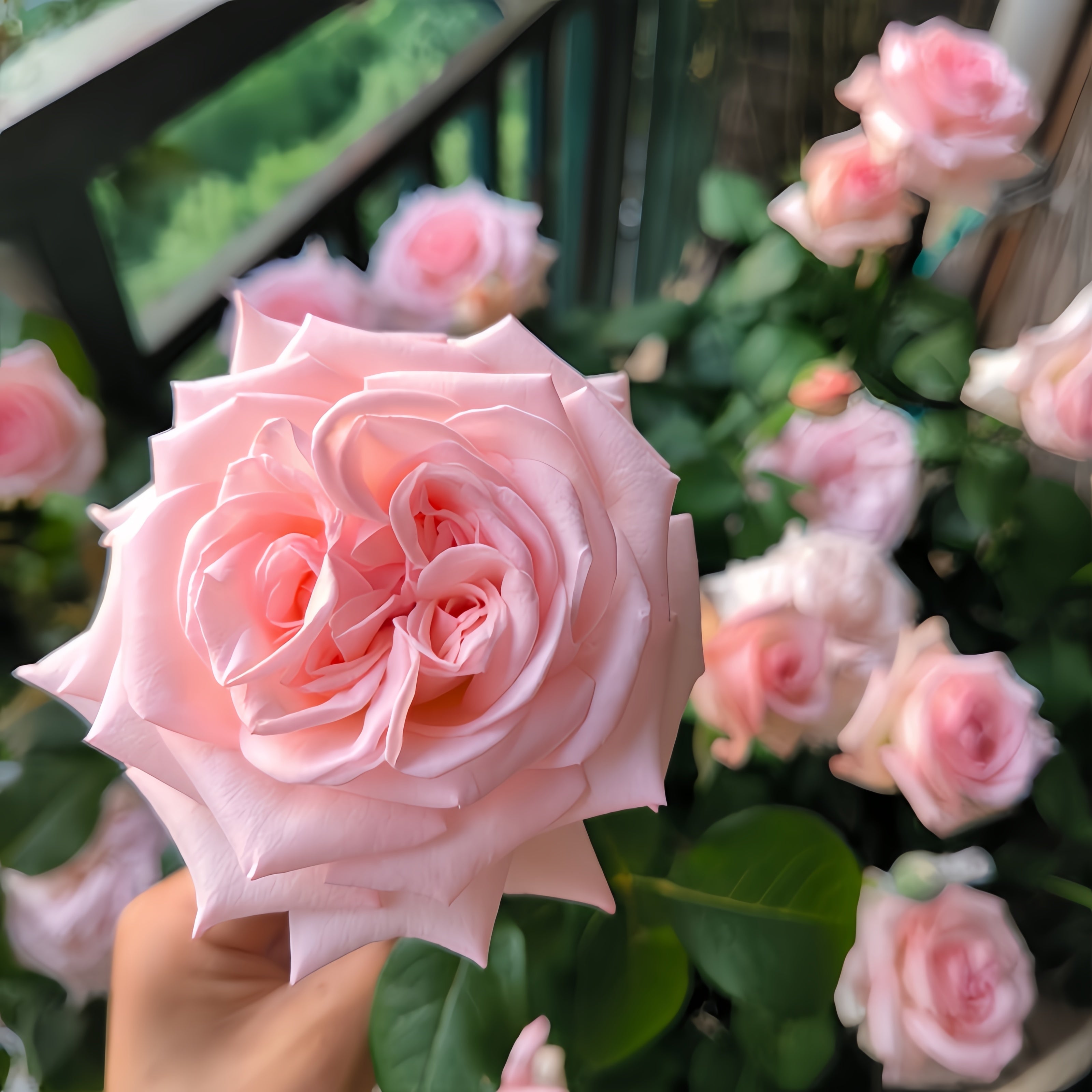 Pink O'Hara Rose-粉荔枝