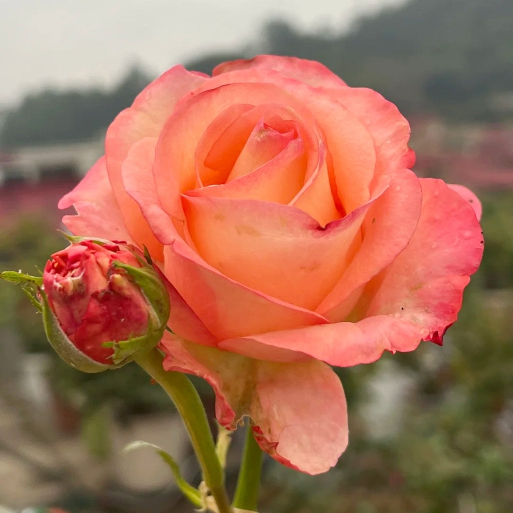 Pink Petticoat Rose