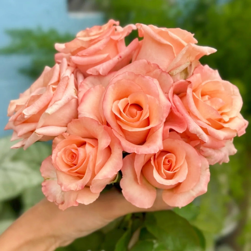Pink Petticoat Rose