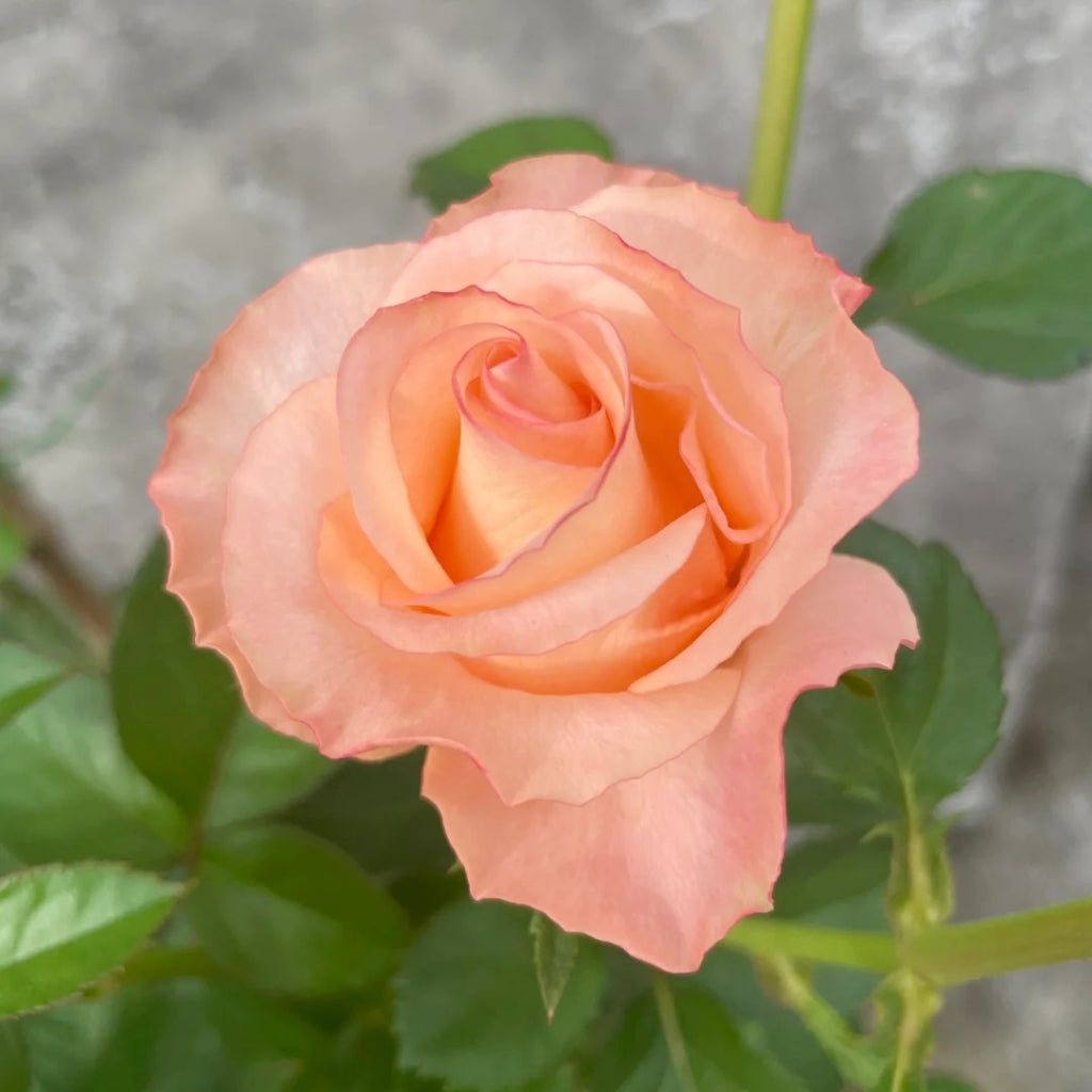 Pink Petticoat Rose