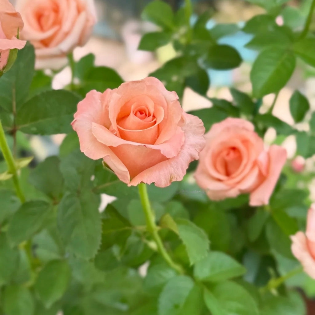 Pink Petticoat Rose