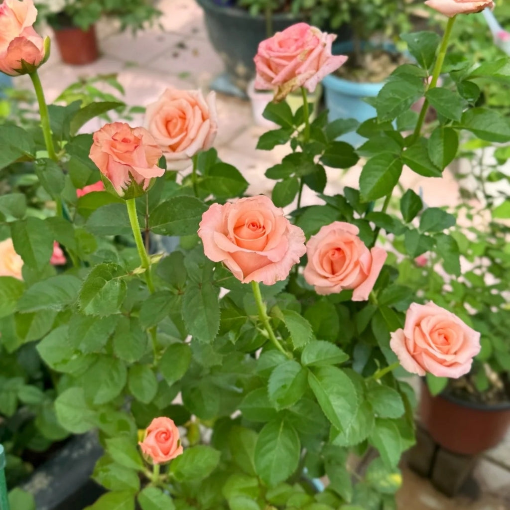 Pink Petticoat Rose