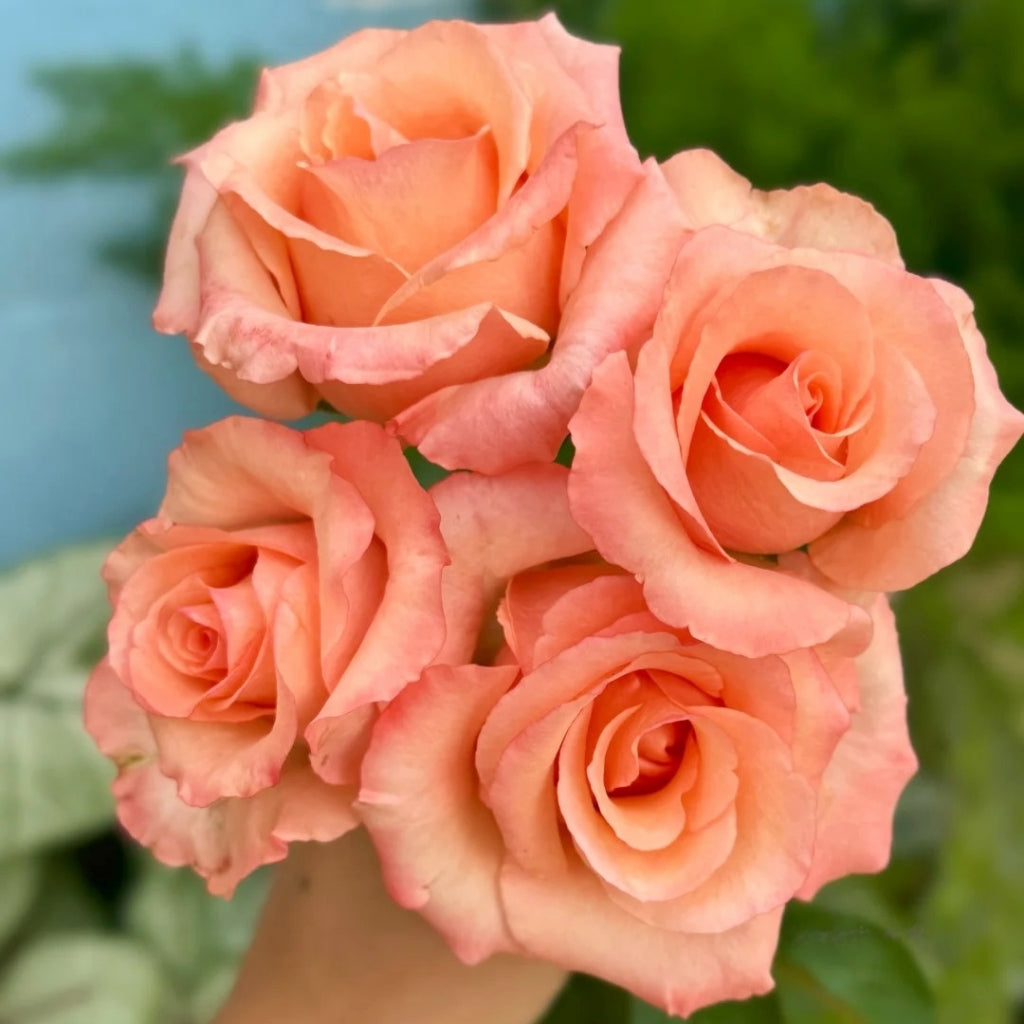 Pink Petticoat Rose