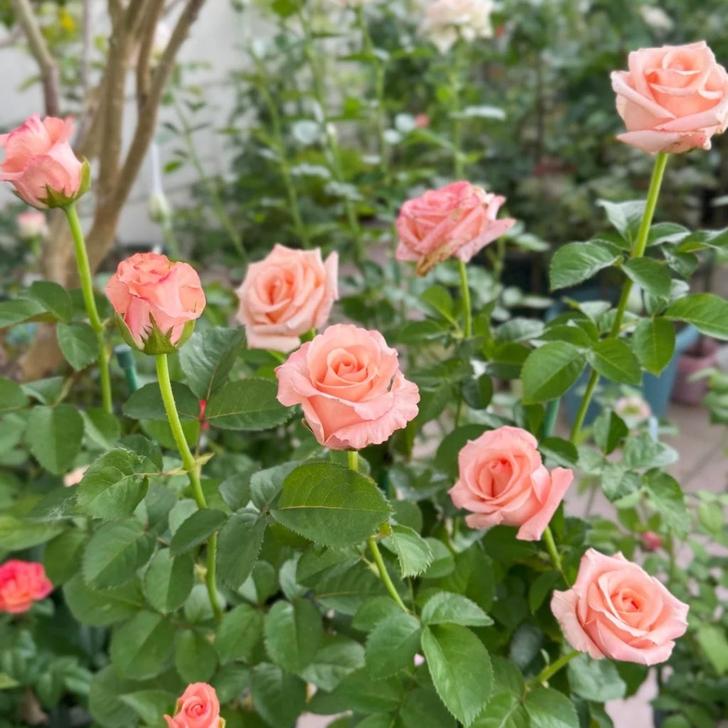 Pink Petticoat Rose