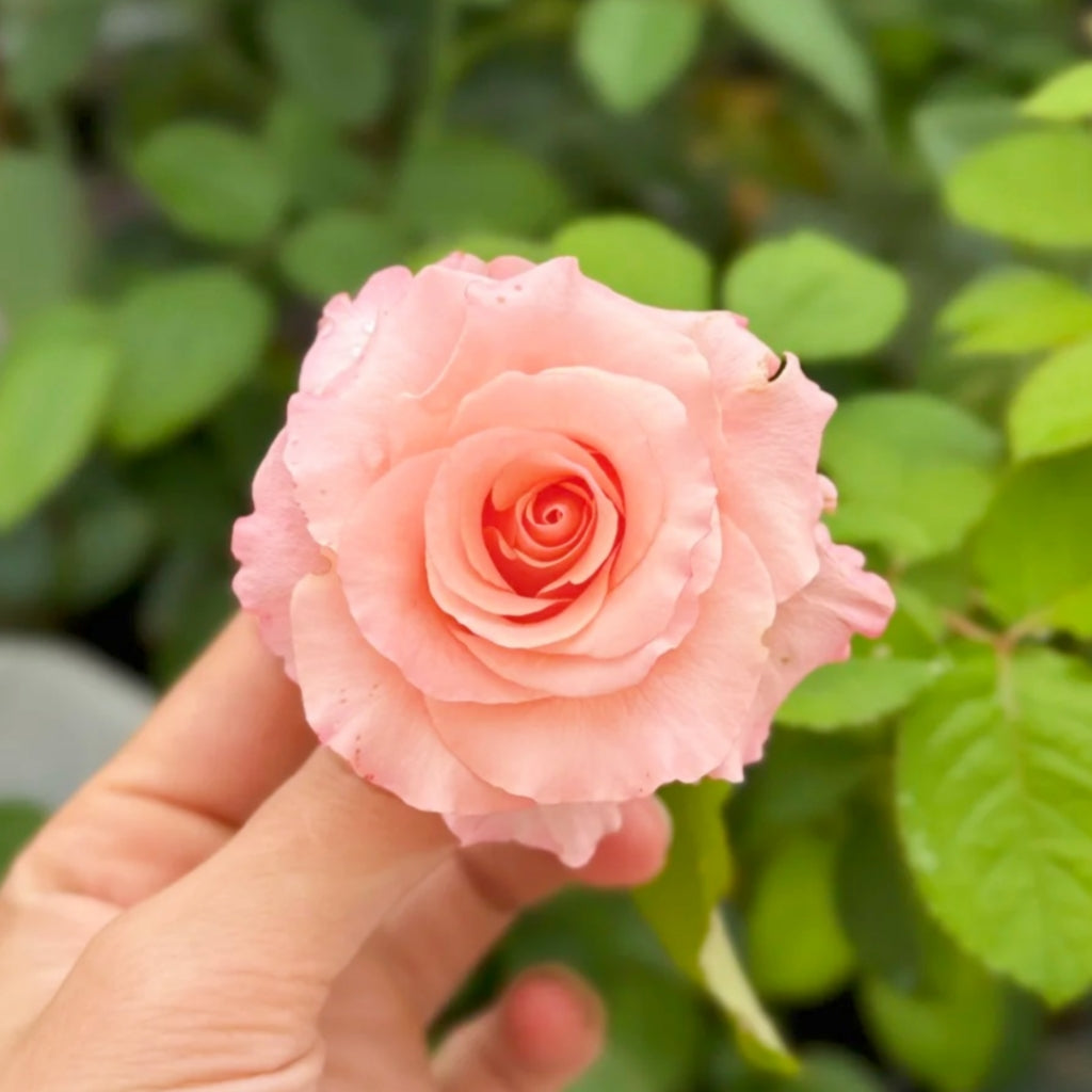 Pink Petticoat Rose