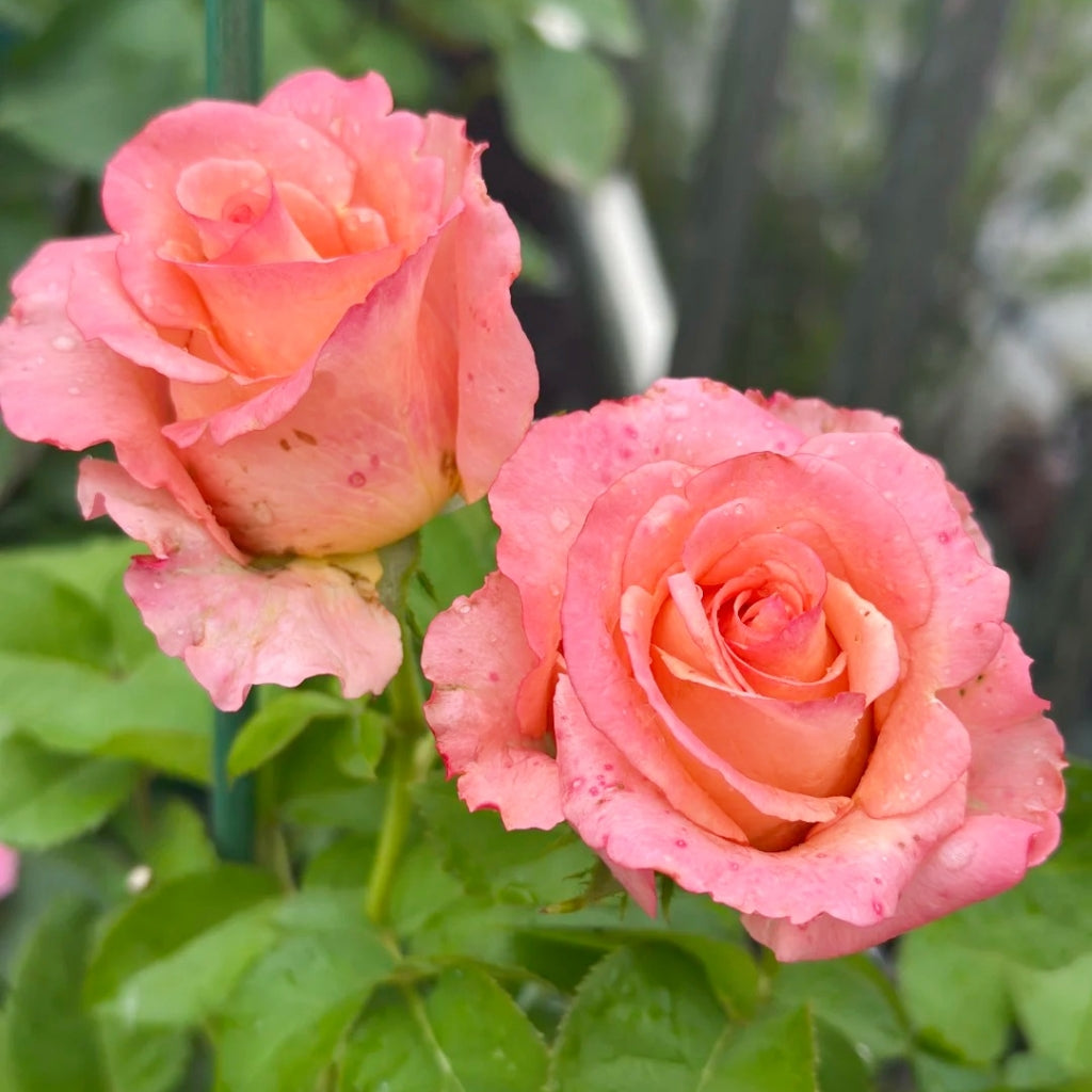 Pink Petticoat Rose