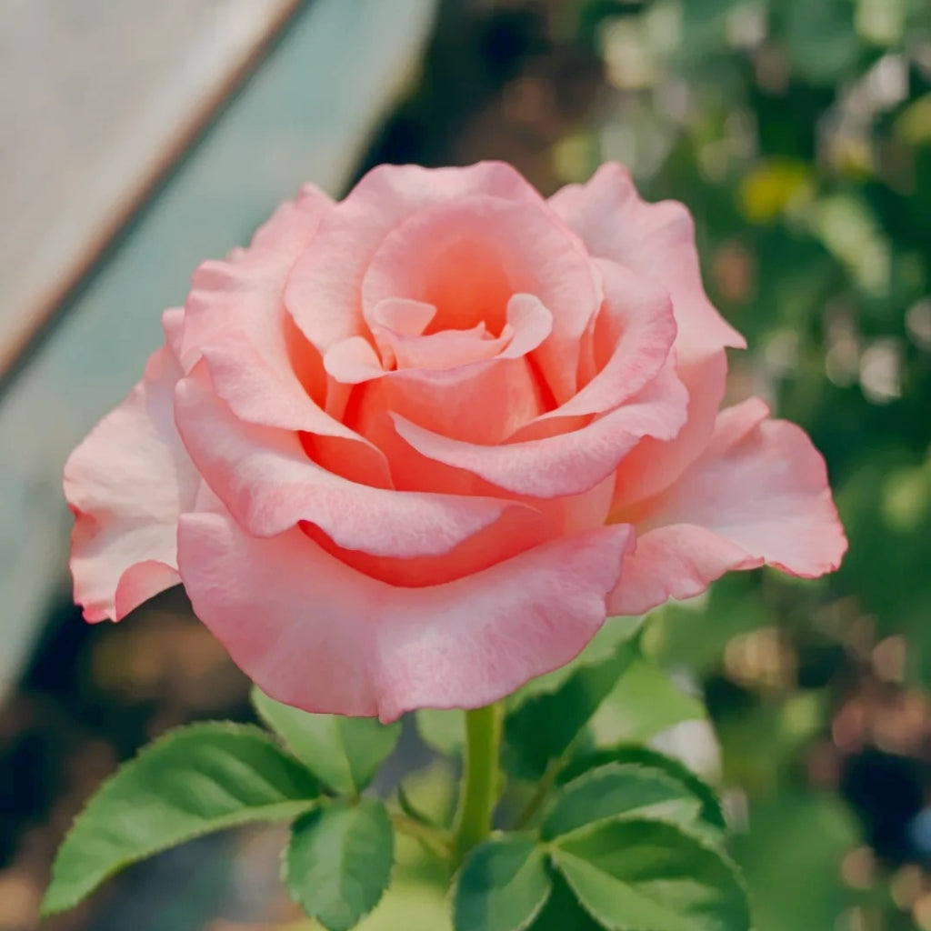 Pink Petticoat Rose