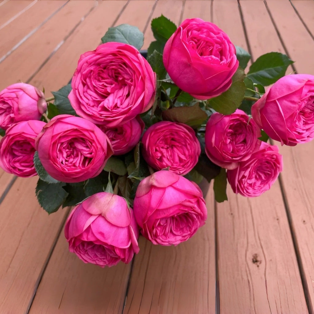 Pink And Pay Roses Pink Piano Rose Plant | Classic Pink Cut Rose with Full Globular Blooms ...