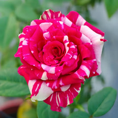 Pink Puma Rose