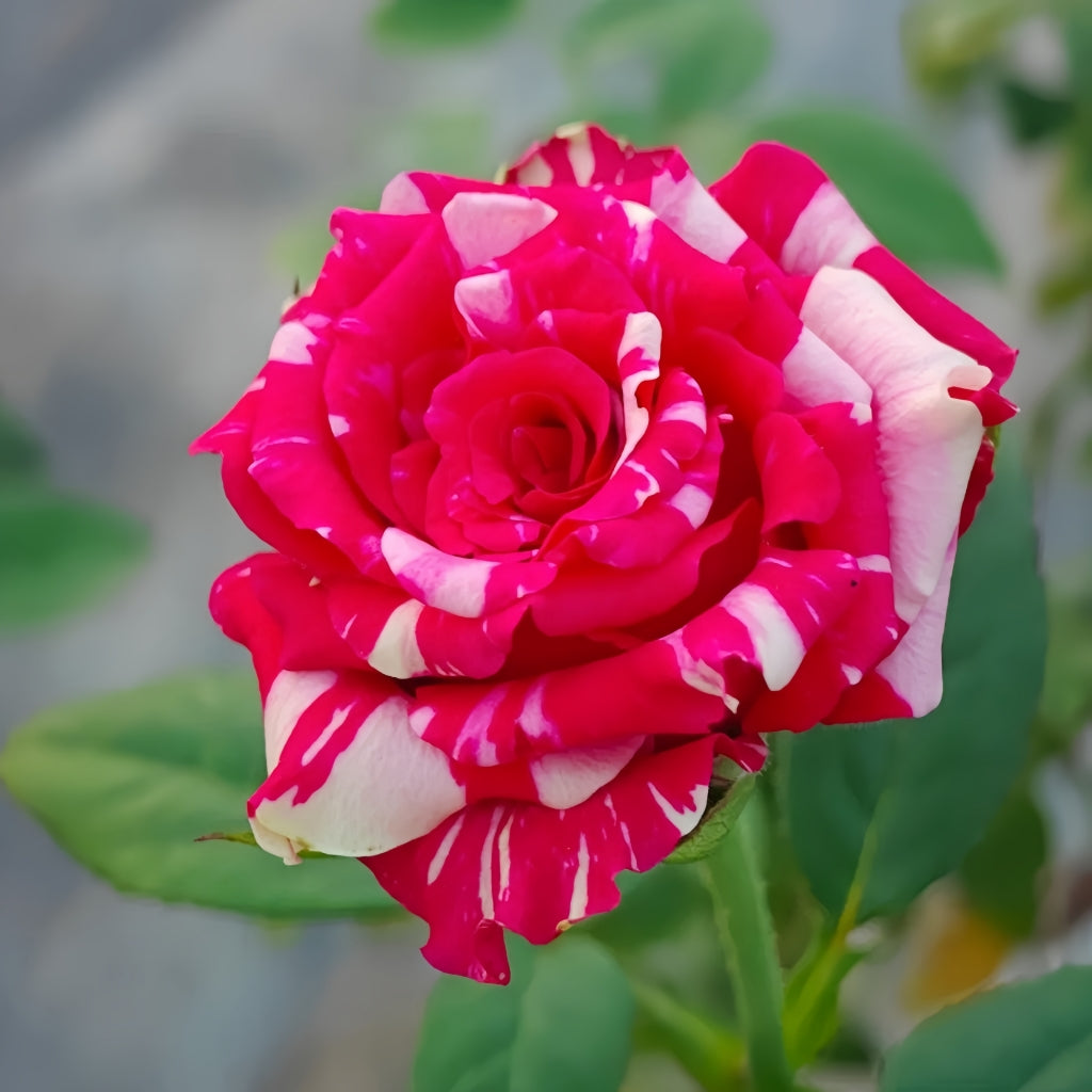 Pink Puma Rose