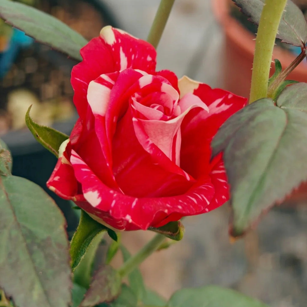 Pink Puma Rose