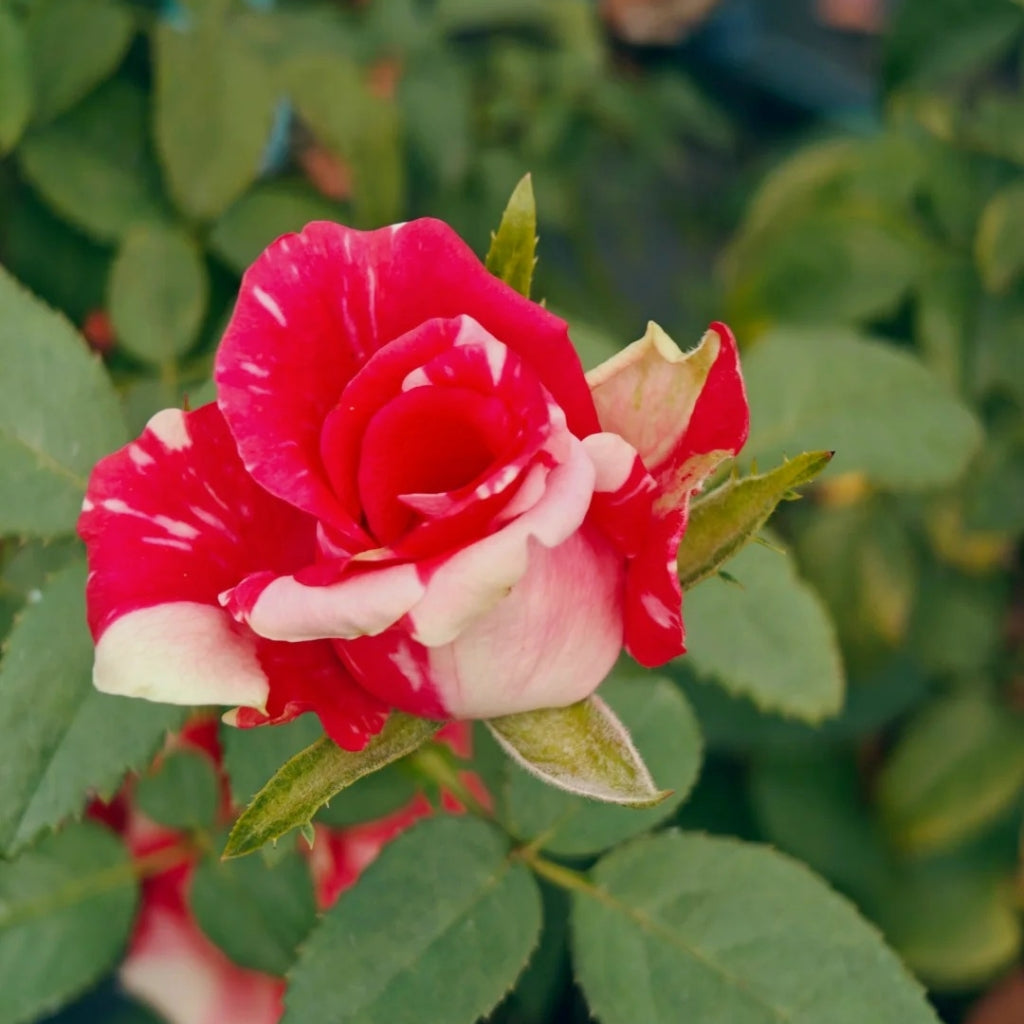 Pink Puma Rose