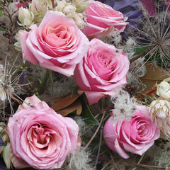 Pink Wave Rose