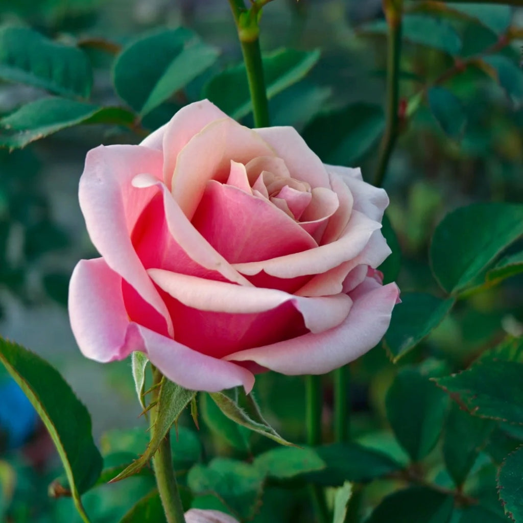 Pink Wave Rose