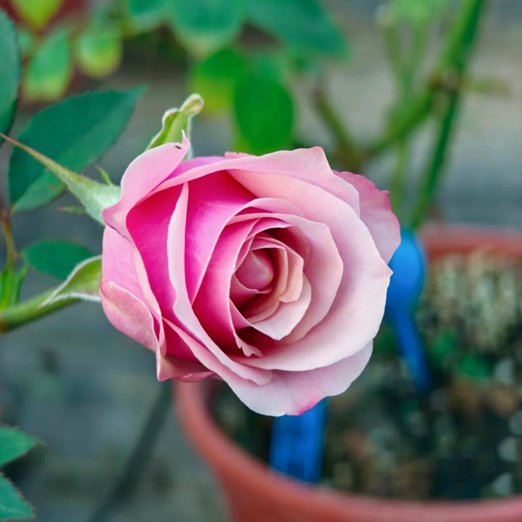 Pink Wave Rose