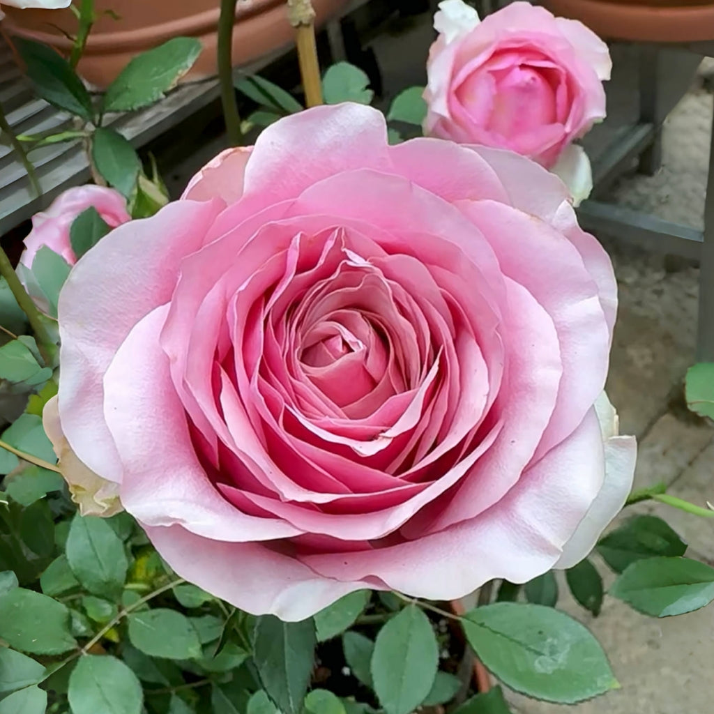 Pink Wave Rose