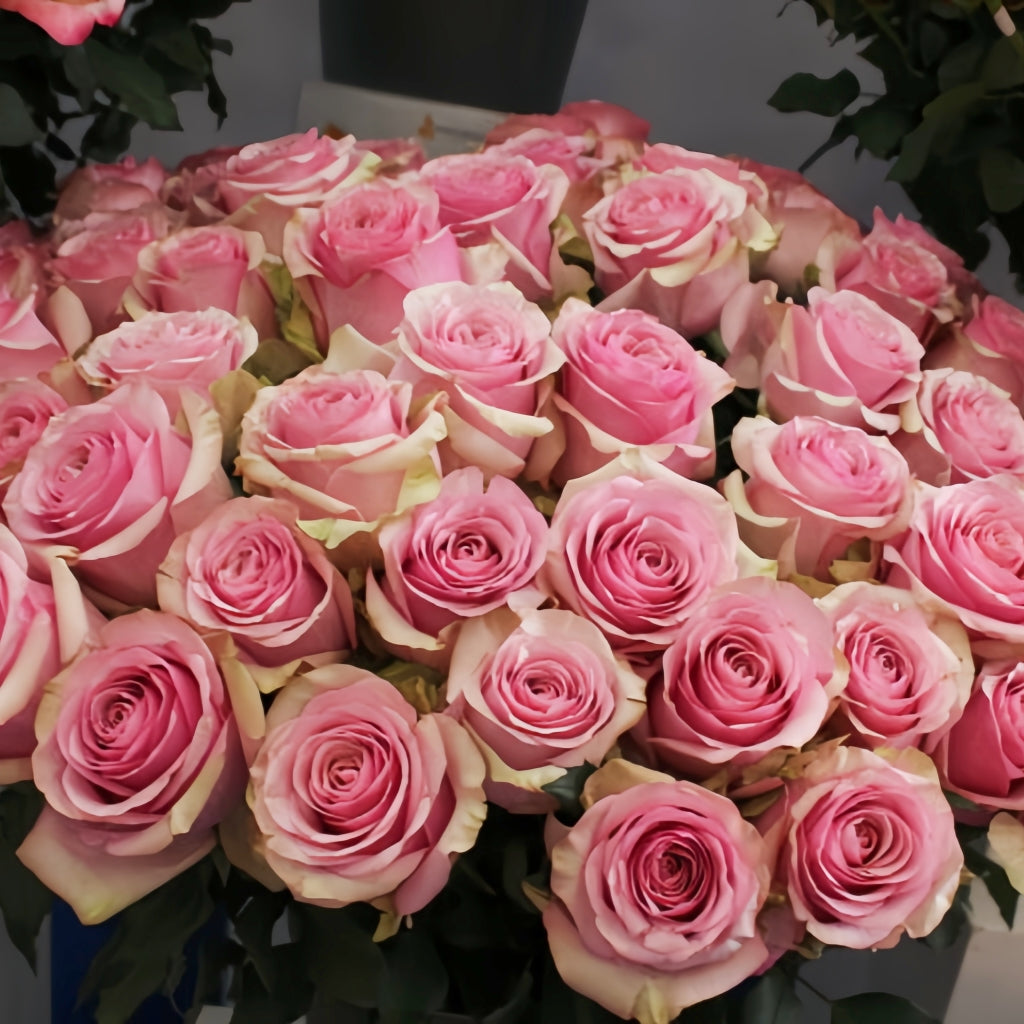 Pink Wave Rose