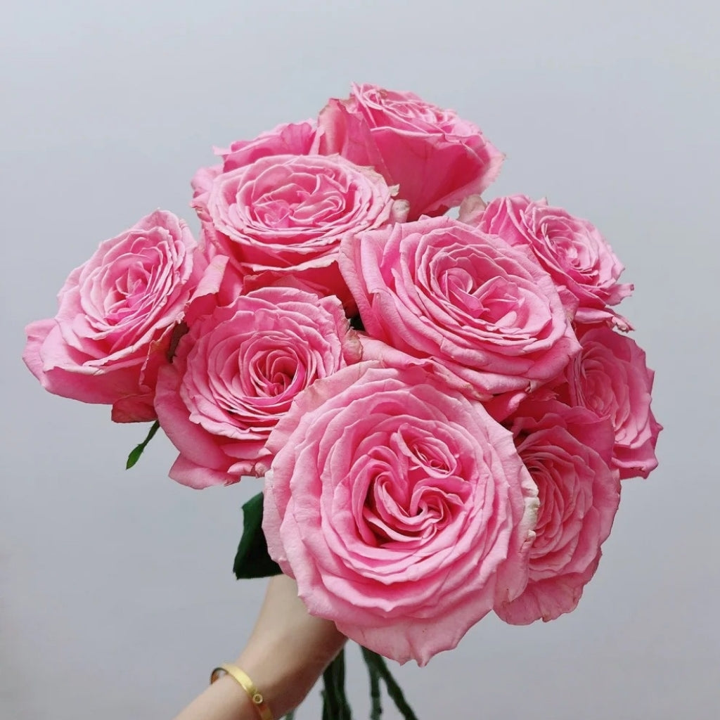 Pink Yan Rose