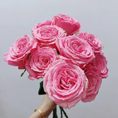 Pink Yan Rose