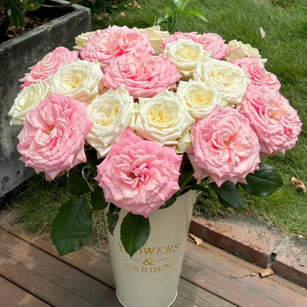 Pink Yan Rose