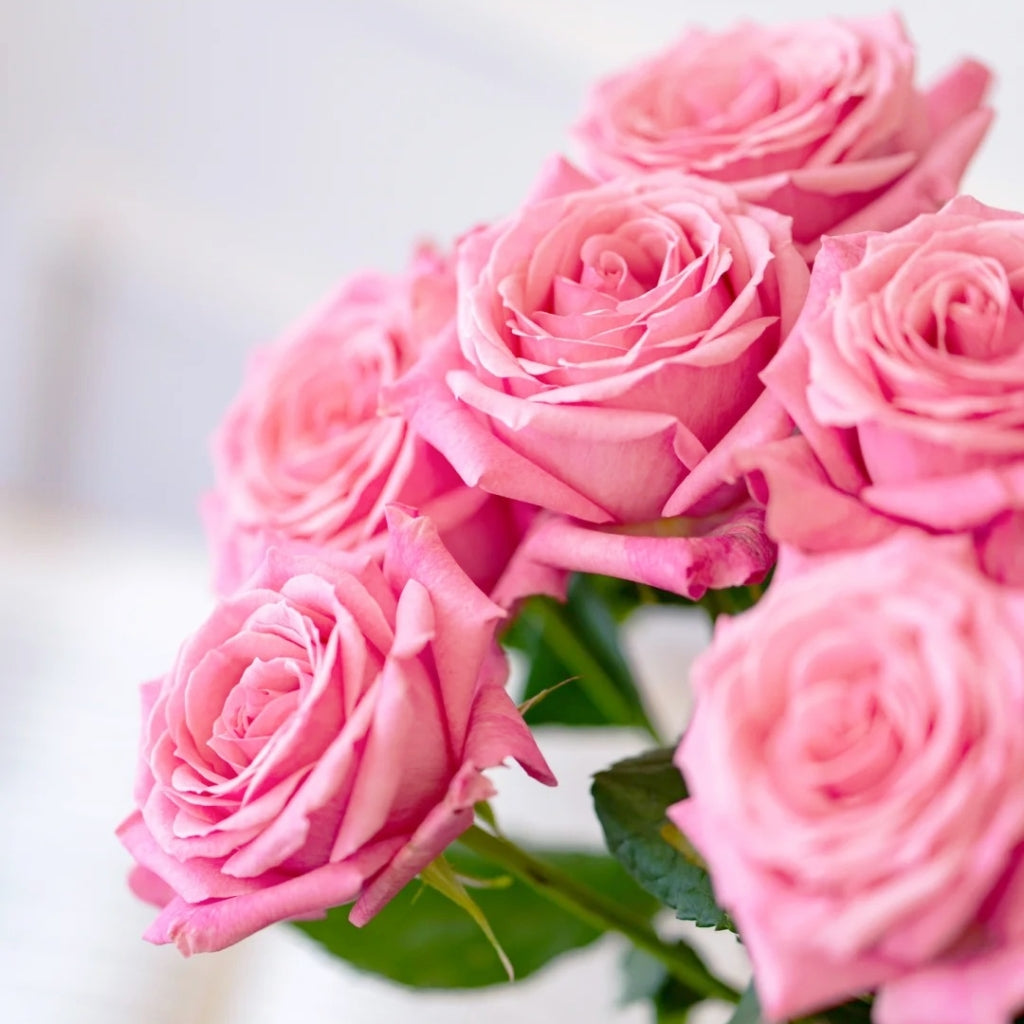 Pink Yan Rose