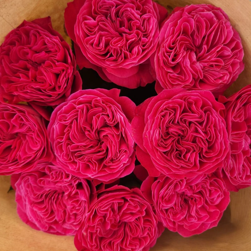 Pink'N Pretty Rose – Rosesplant