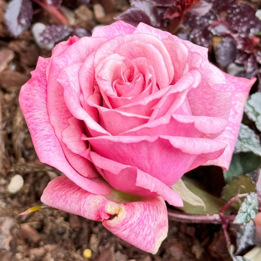Pinkerbelle Rose