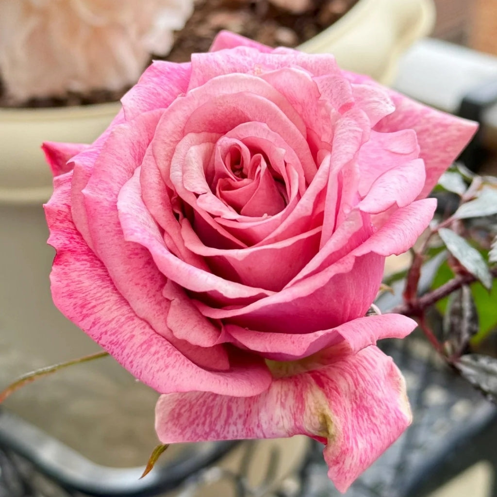 Pinkerbelle Rose