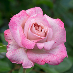 Pinkerbelle Rose