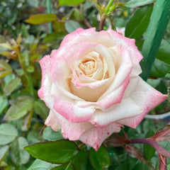 Pinkerbelle Rose