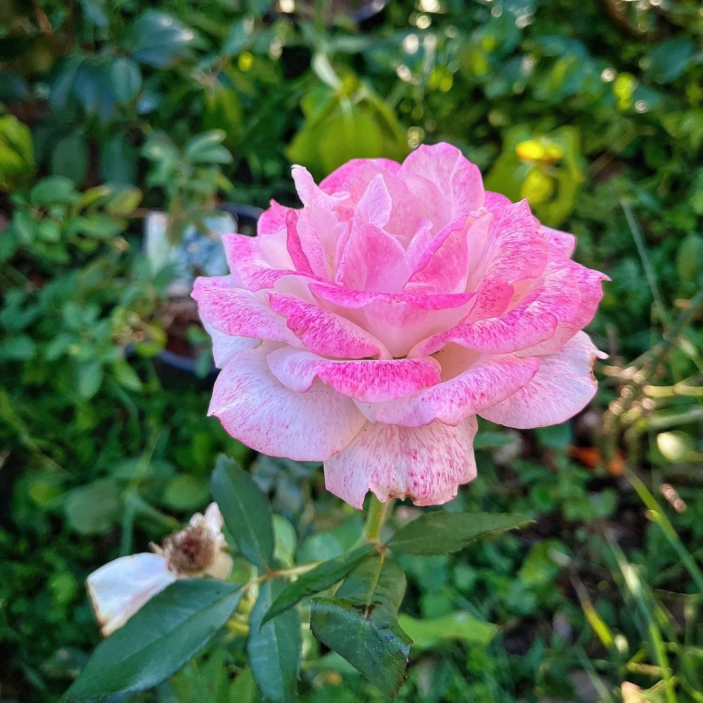 Pinkerbelle Rose