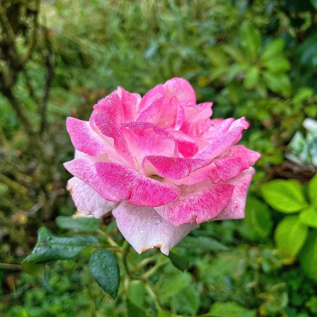 Pinkerbelle Rose