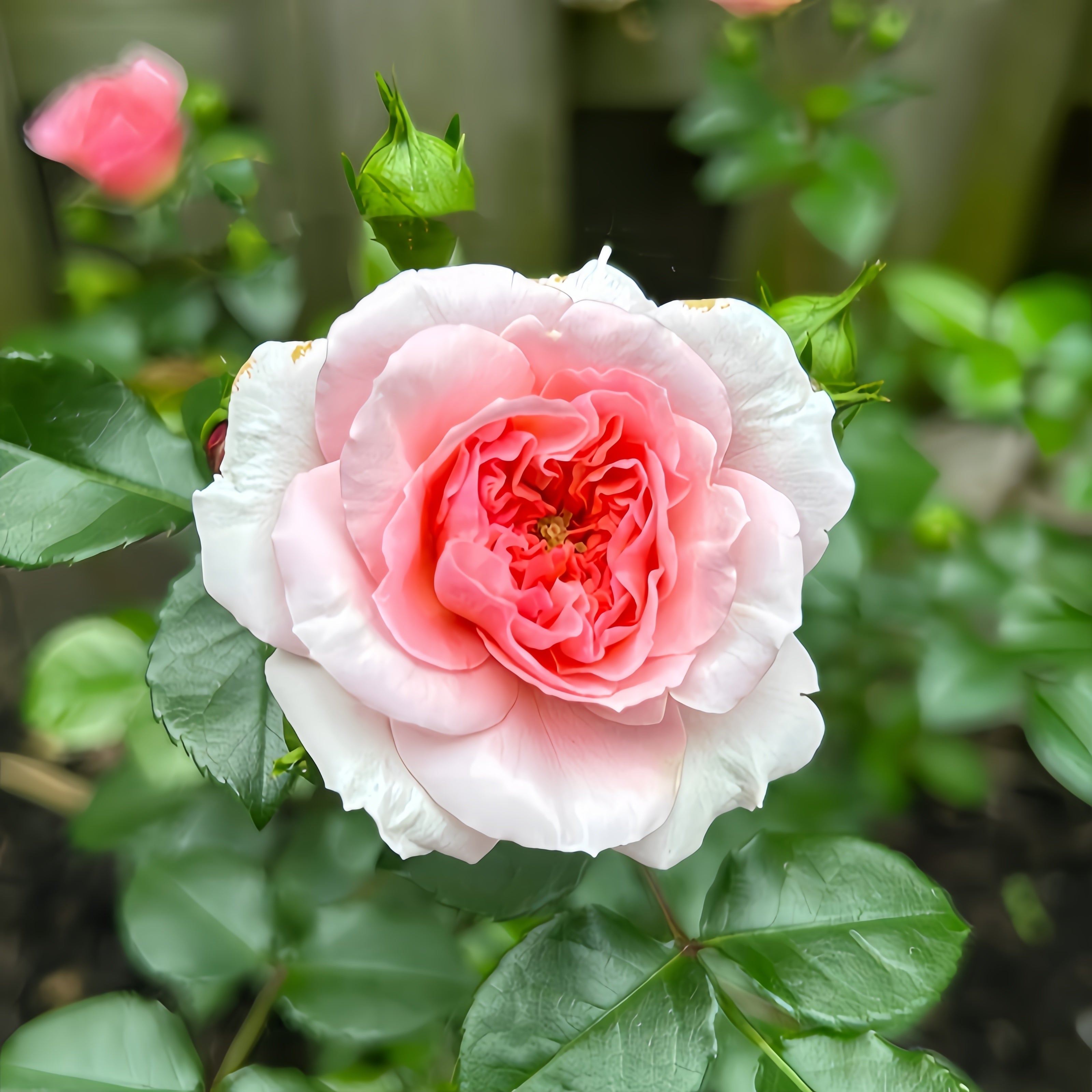 Pitoraize Rouses Pirouette Rose – Rosesplant