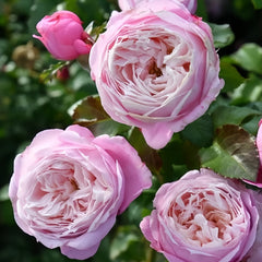 Pirouette Rose Plant