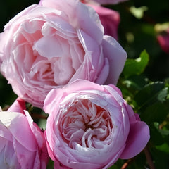 Pirouette Rose Plant