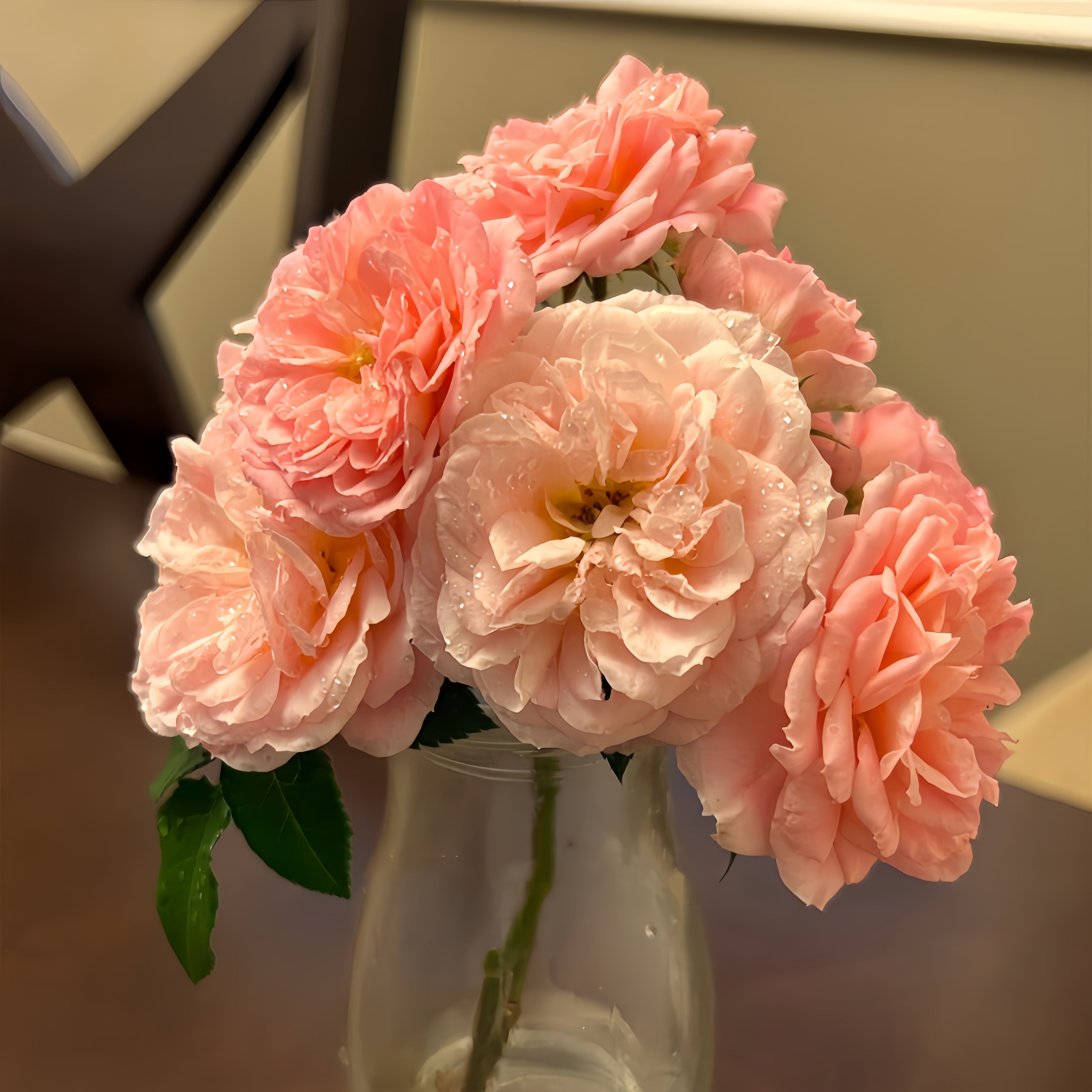 Pieroute Pirouette Rose – Rosesplant