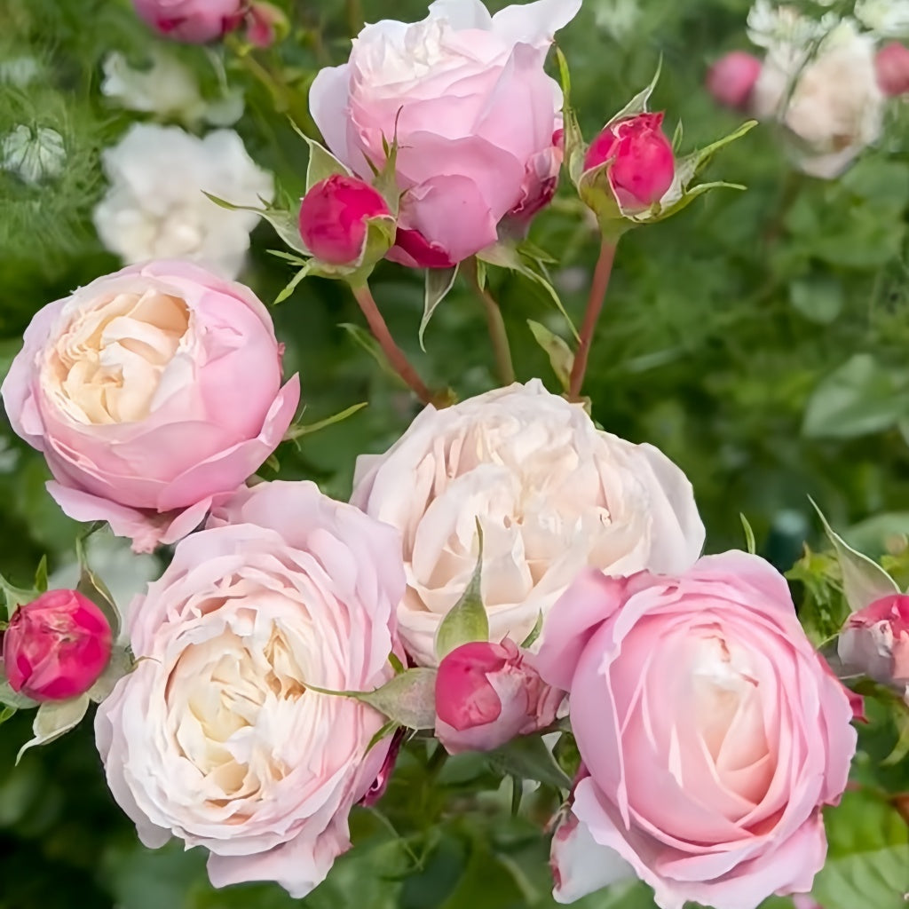 Pirouette Rose Plant