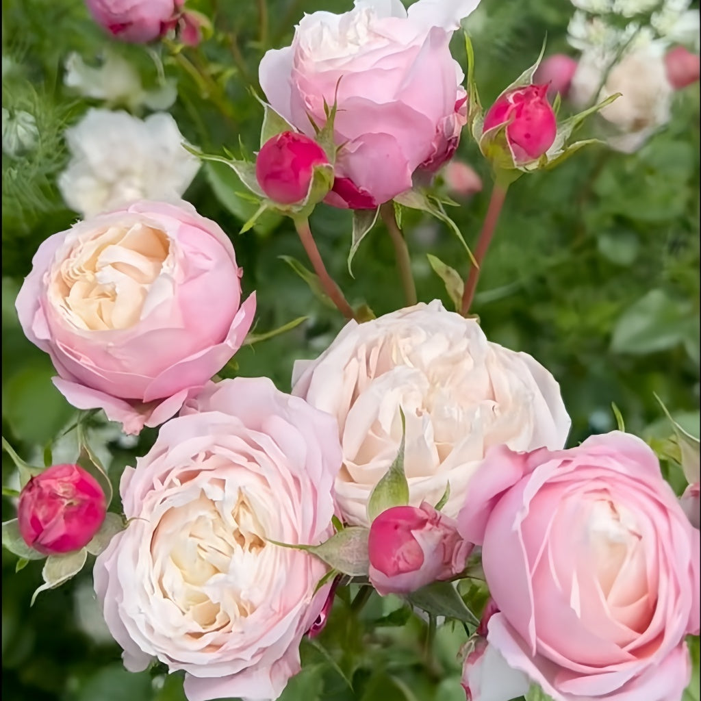 Pirouette Rose Plant