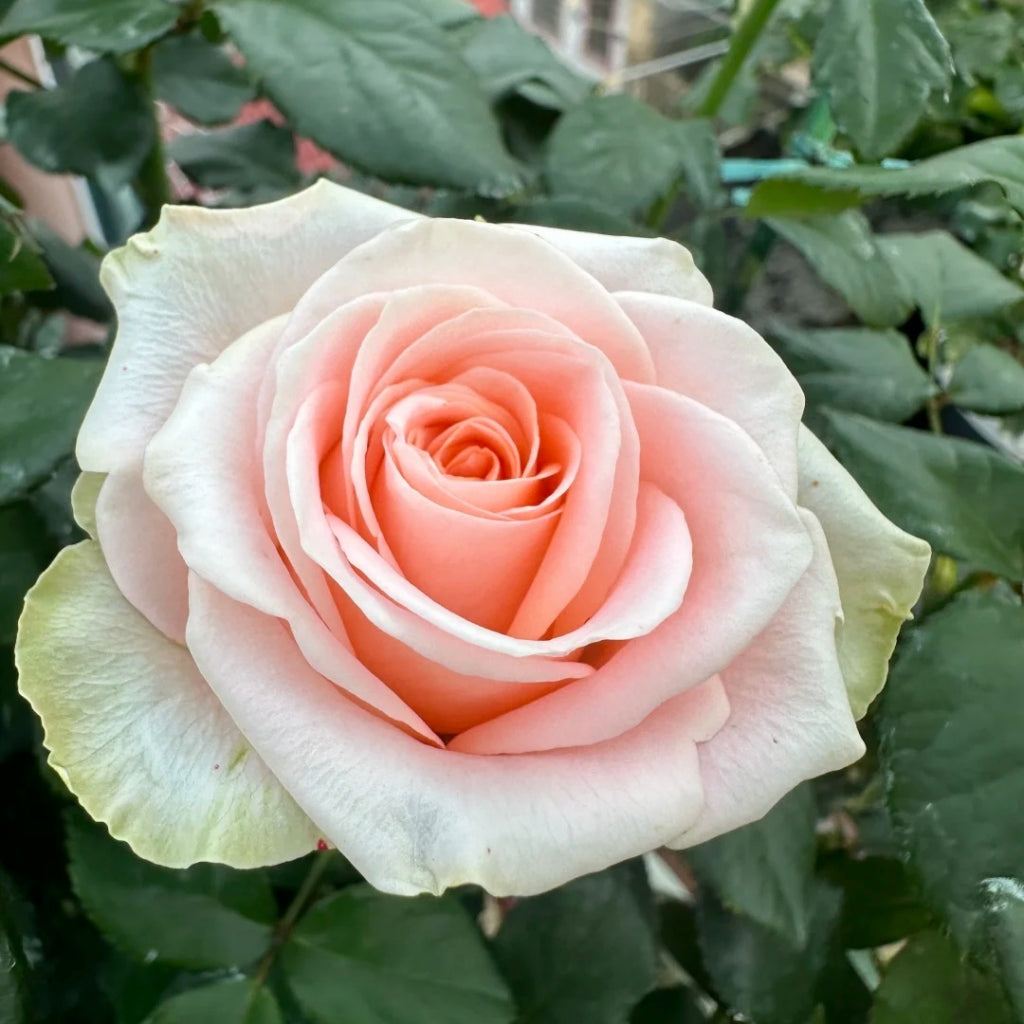 Plato Rose