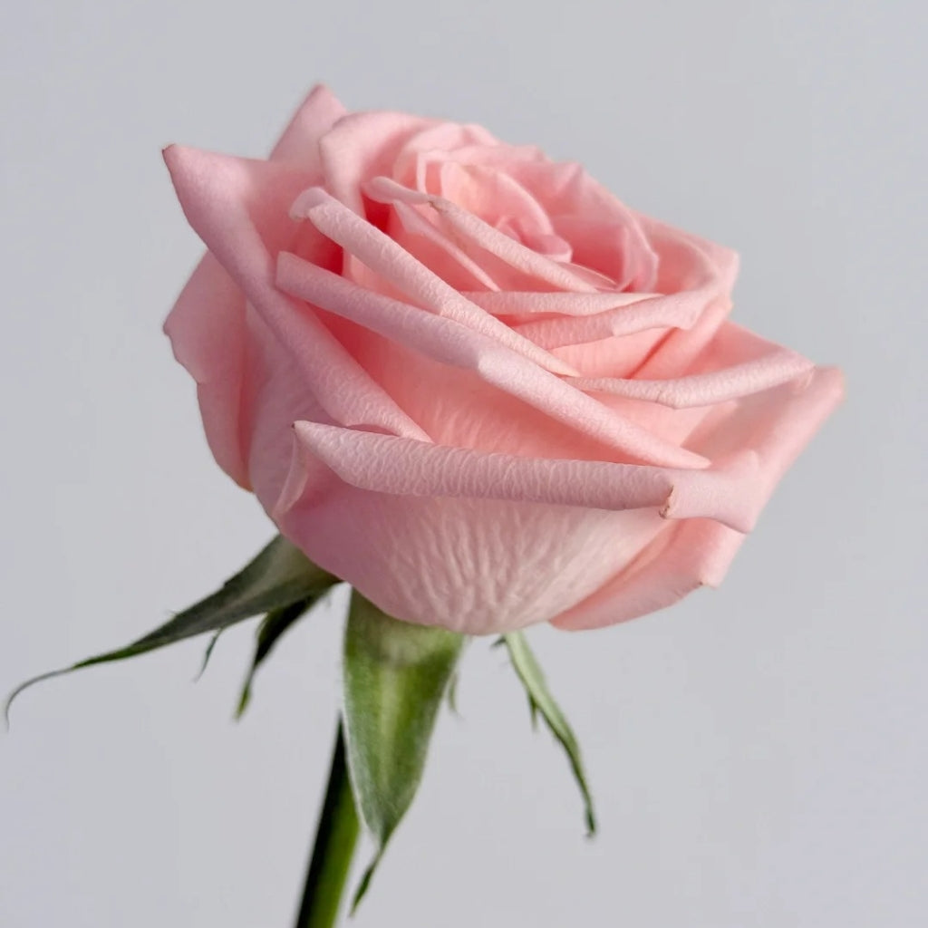 Plato Rose