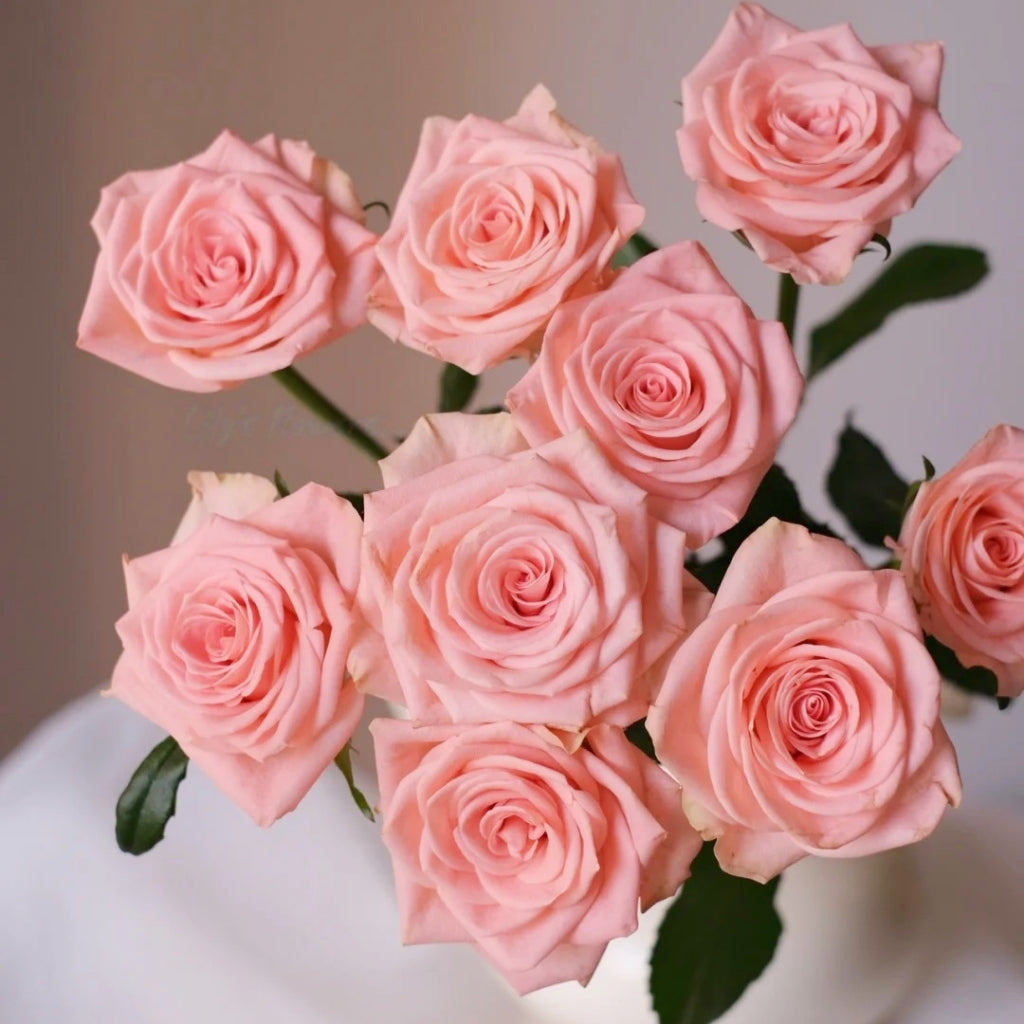 Plato Rose