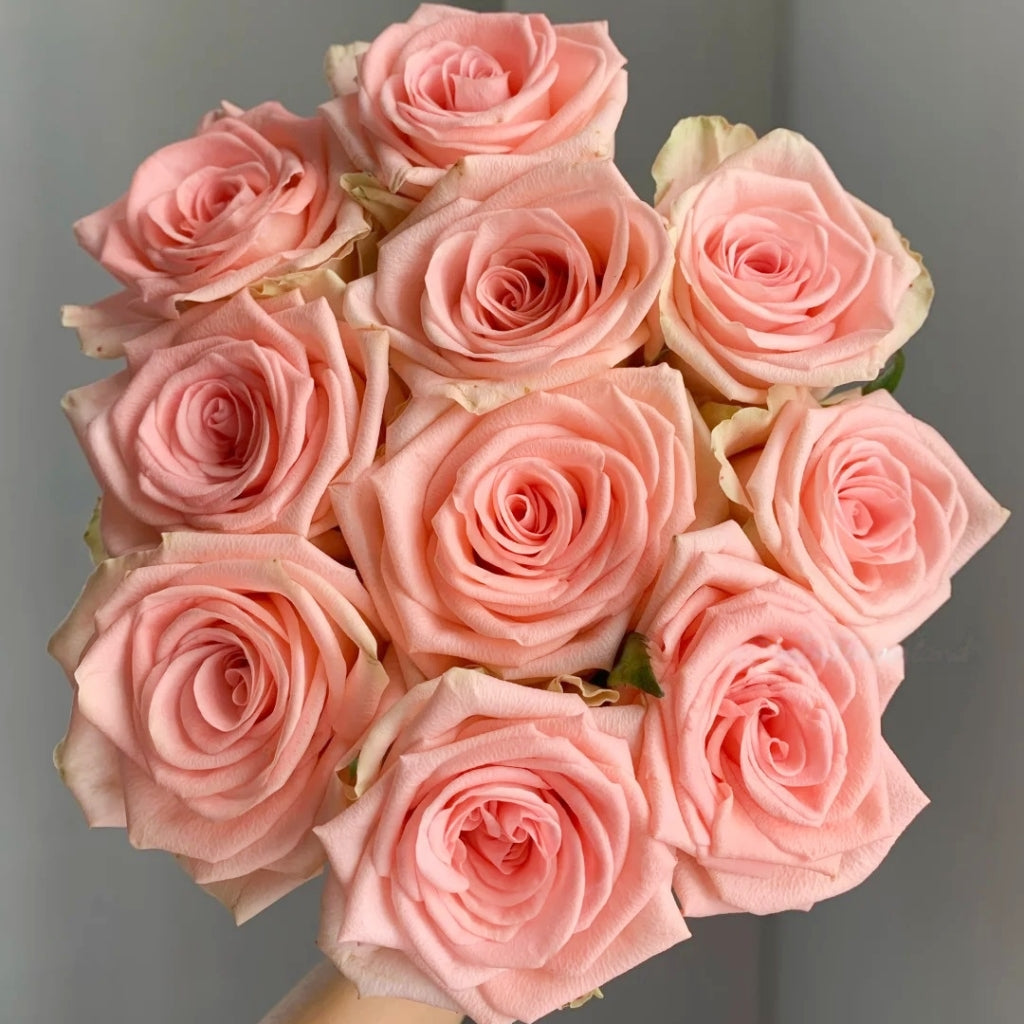 Plato Rose