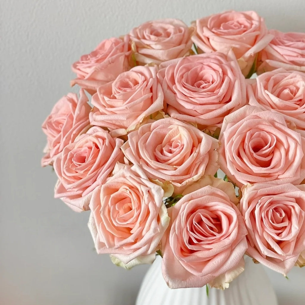 Plato Rose