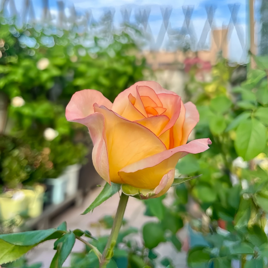 PoeticaRosePlant